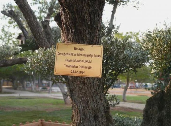 250 Yıllık Zeytin Ağacı Sahilin Simgesi Olacak.