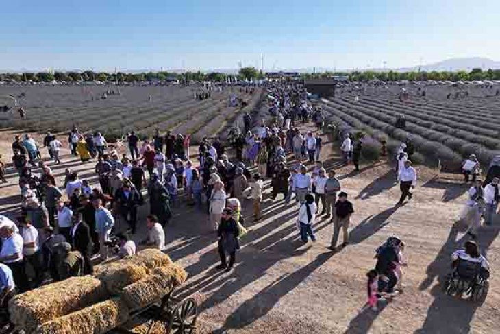 Türkiye’nin En Büyük Lavanta Bahçesi’nde Festival Coşkusu